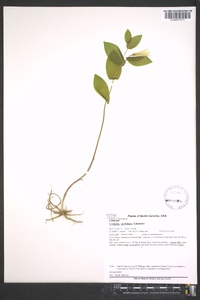 Uvularia perfoliata image