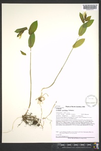 Uvularia perfoliata image