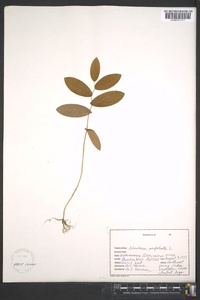 Uvularia perfoliata image