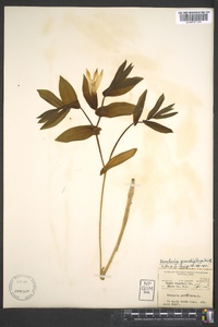 Uvularia grandiflora image