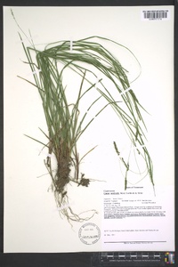 Carex aestivalis image