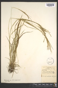 Carex aestivalis image