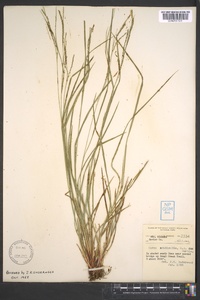 Carex aestivalis image