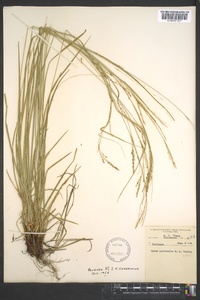 Carex aestivalis image