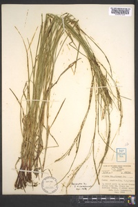 Carex aestivalis image