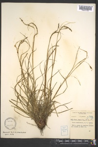 Carex aestivalis image