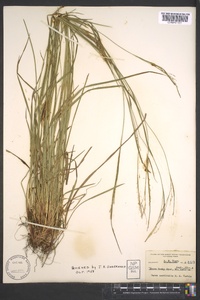 Carex aestivalis image