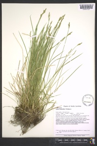 Carex bromoides image