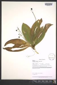 Clintonia borealis image