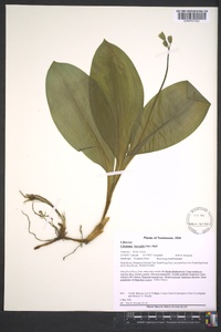 Clintonia borealis image