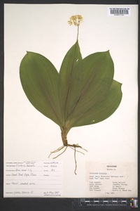 Clintonia borealis image