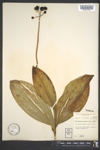 Clintonia borealis image