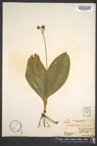 Clintonia borealis image