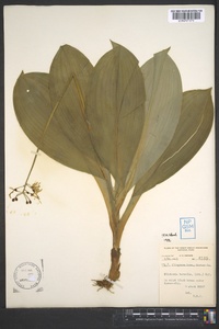 Clintonia borealis image