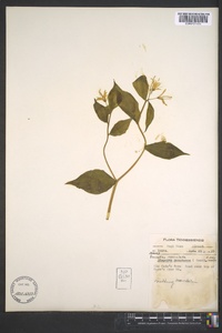 Prosartes maculata image