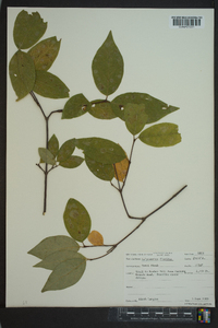 Calycanthus floridus image