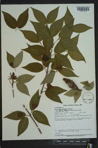 Calycanthus floridus image