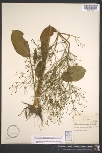 Alisma subcordatum image