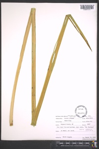 Acorus calamus image