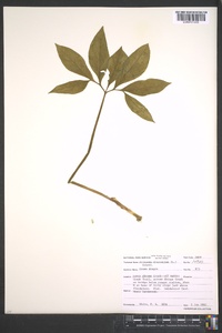 Arisaema dracontium image