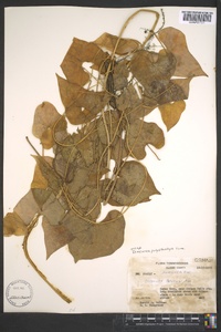 Dioscorea polystachya image