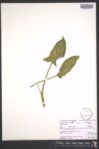 Arum italicum image