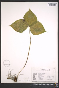 Trillium undulatum image