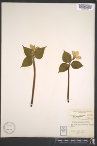 Trillium undulatum image