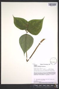 Trillium undulatum image