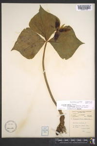 Trillium simile image