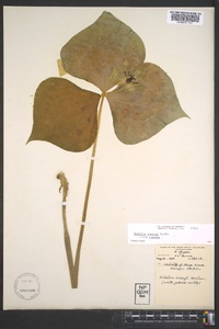 Trillium rugelii image