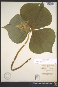 Trillium rugelii image