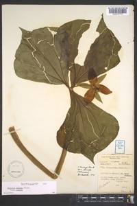 Trillium rugelii image