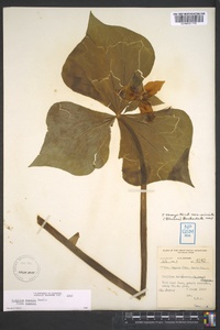 Trillium rugelii image