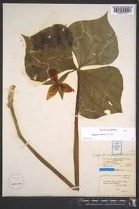 Trillium rugelii image