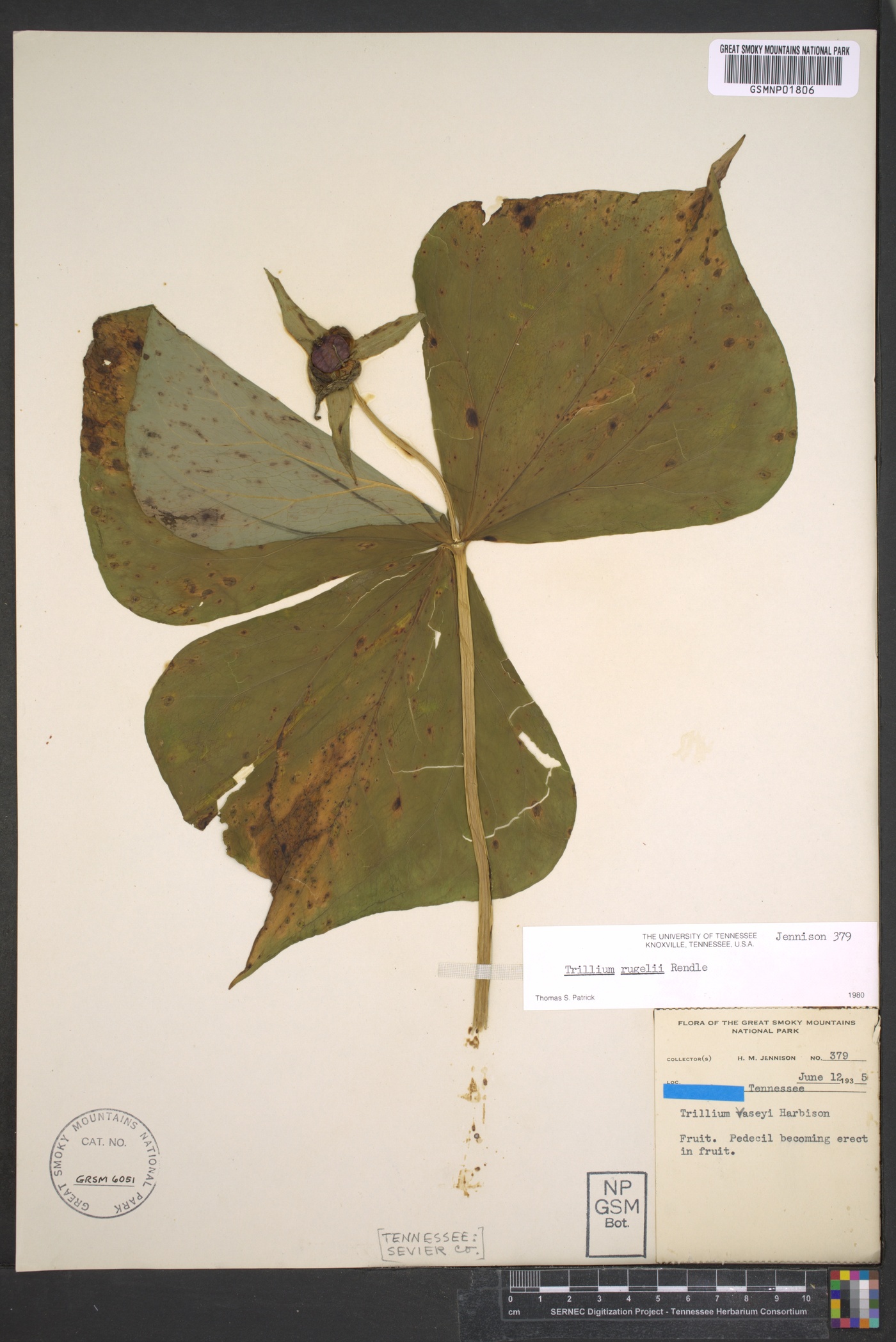 Trillium rugelii image