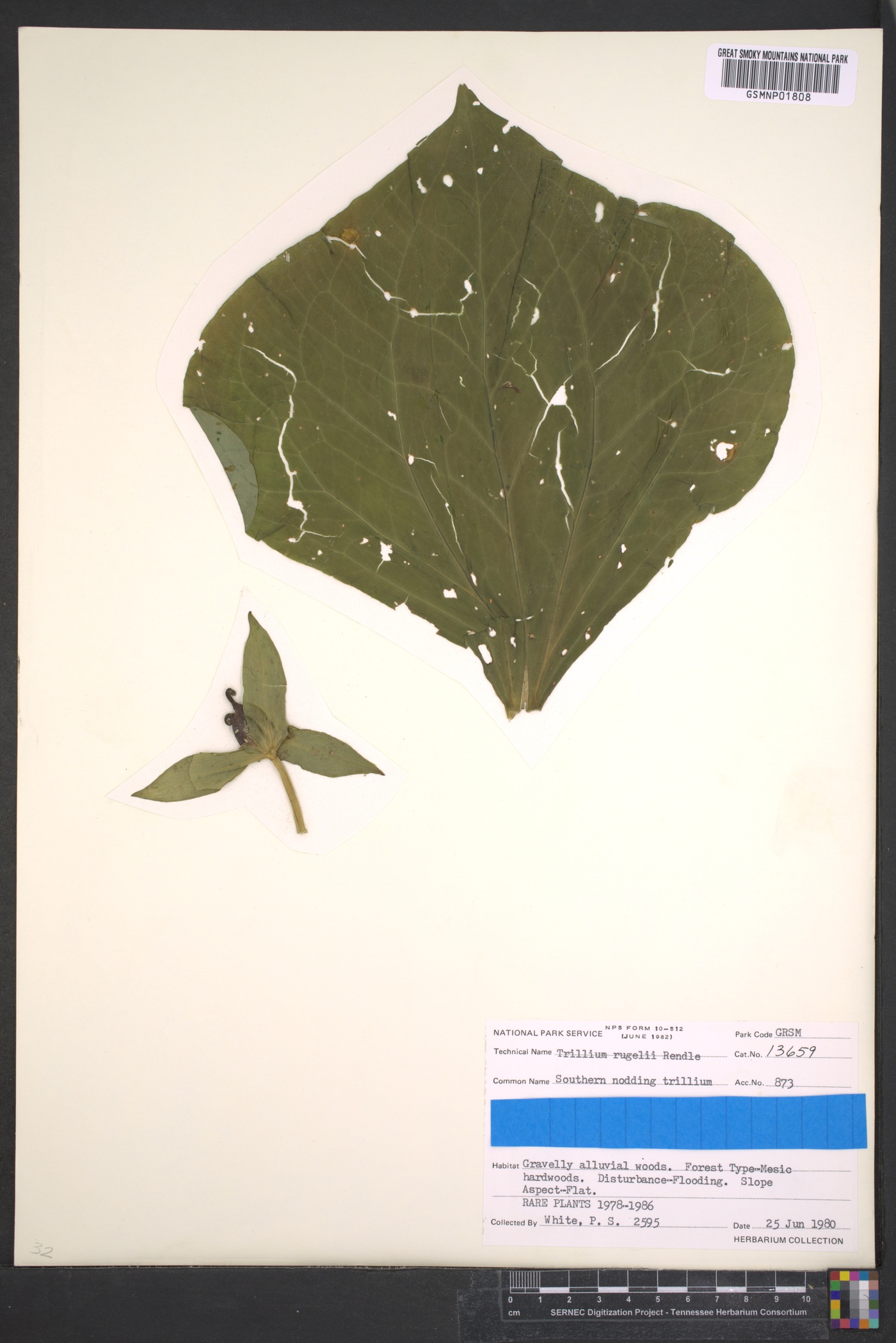 Trillium rugelii image