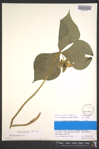 Trillium rugelii image