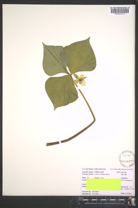 Trillium rugelii image