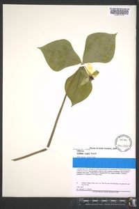 Trillium rugelii image