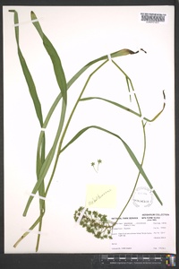 Amianthium muscitoxicum image