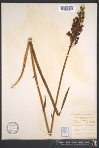 Amianthium muscitoxicum image