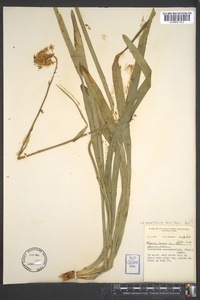 Amianthium muscitoxicum image