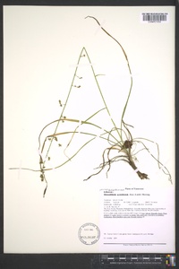 Stenanthium gramineum image