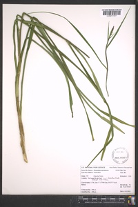 Stenanthium gramineum image