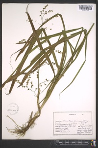 Stenanthium gramineum image