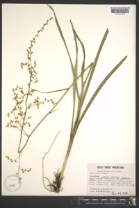 Stenanthium gramineum image