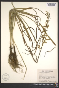 Stenanthium gramineum image