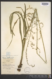 Stenanthium gramineum image