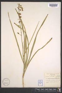 Stenanthium gramineum image